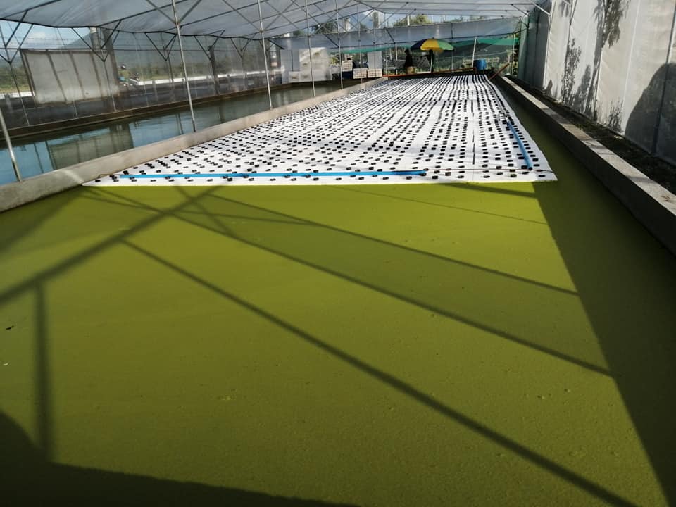 lettuce greenhouse SNAP solution